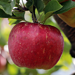 Cider