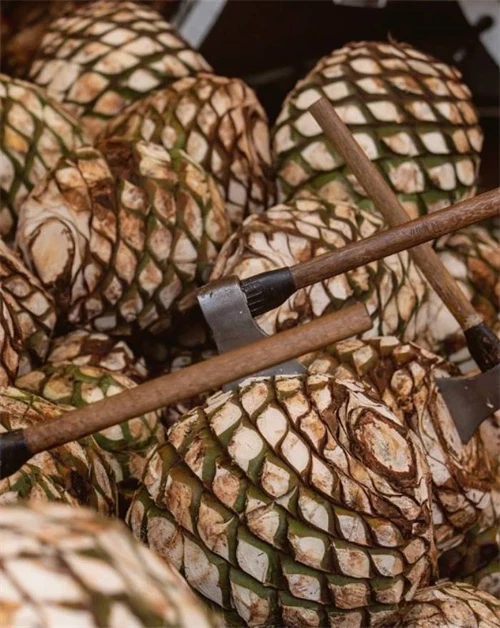 El Tequileño – premium mexicansk tequila anmeldt af whiskyblogger